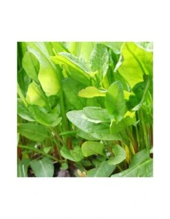 ACETOSA IN VASO Diametro Vaso 14 Cm