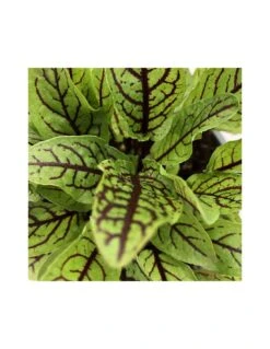 Plantes & Nature Boutique -Plantes & Nature Boutique acetosa rossa vaso 14 1