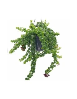 Plantes & Nature Boutique -Plantes & Nature Boutique aeschynanthus rasta v 15 1
