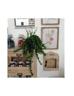 AESCHYNANTHUS RASTA Dimensione Vaso 15 Cm