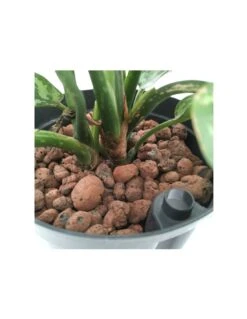 Plantes & Nature Boutique -Plantes & Nature Boutique aglaonema maria tuft diametro vaso 1519 cm 1