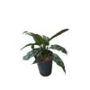 AGLAONEMA 'MARIA' TUFT Diametro Vaso 15/19 Cm -Plantes & Nature Boutique aglaonema maria tuft diametro vaso 1519 cm