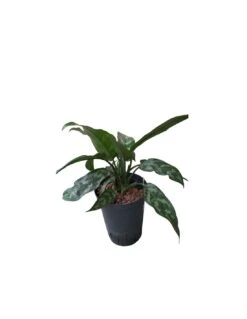 AGLAONEMA 'MARIA' TUFT Diametro Vaso 15/19 Cm