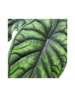 Plantes & Nature Boutique -Plantes & Nature Boutique alocasia dragon scale diametro vaso 17 cm 1