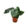ALOCASIA 'DRAGON SCALE' Diametro Vaso 17 Cm 1 ALOCASIA 'DRAGON SCALE' Diametro Vaso 17 Cm -Plantes & Nature Boutique alocasia dragon scale diametro vaso 17 cm
