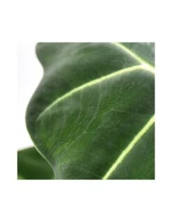 Plantes & Nature Boutique -Plantes & Nature Boutique alocasia frydek diametro vaso 14 cm 1