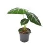 ALOCASIA 'FRYDEK' Diametro Vaso 14 Cm 1 ALOCASIA 'FRYDEK' Diametro Vaso 14 Cm -Plantes & Nature Boutique alocasia frydek diametro vaso 14 cm