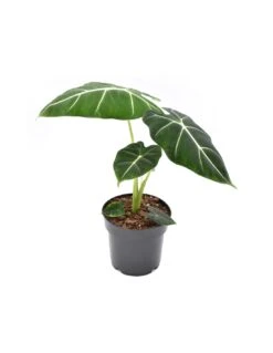 ALOCASIA 'FRYDEK' Diametro Vaso 14 Cm