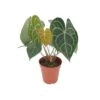ANTHURIUM 'CLARINERVIUM' Diametro Vaso 17 Cm 2 ANTHURIUM 'CLARINERVIUM' Diametro Vaso 17 Cm -Plantes & Nature Boutique anthurium clarinervium v 17