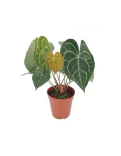 ANTHURIUM 'CLARINERVIUM' Diametro Vaso 17 Cm
