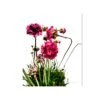 ARMERIA MARITIMA ARMADA PINK Diametro Vaso 12 Cm -Plantes & Nature Boutique armeria maritima armada pink diametro vaso 12 cm