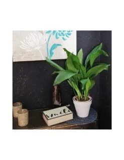 ASPIDISTRA ELATIOR (pianta Di Piombo) Dimensione Vaso 17 Cm