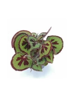 BEGONIA MASONIANA (IRON CROSS) MOUNTAIN Diametro Vaso 17 Cm