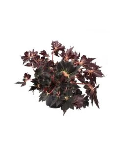 BEGONIA 'OTHER BLACK FANG' Diametro Vaso 14 Cm
