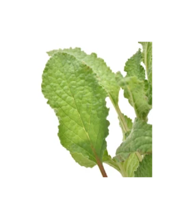 BORRAGINE Diametro Vaso 14 Cm 8 BORRAGINE Diametro Vaso 14 Cm -Plantes & Nature Boutique borragine diametro vaso 14 cm 2