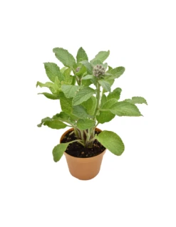 BORRAGINE Diametro Vaso 14 Cm