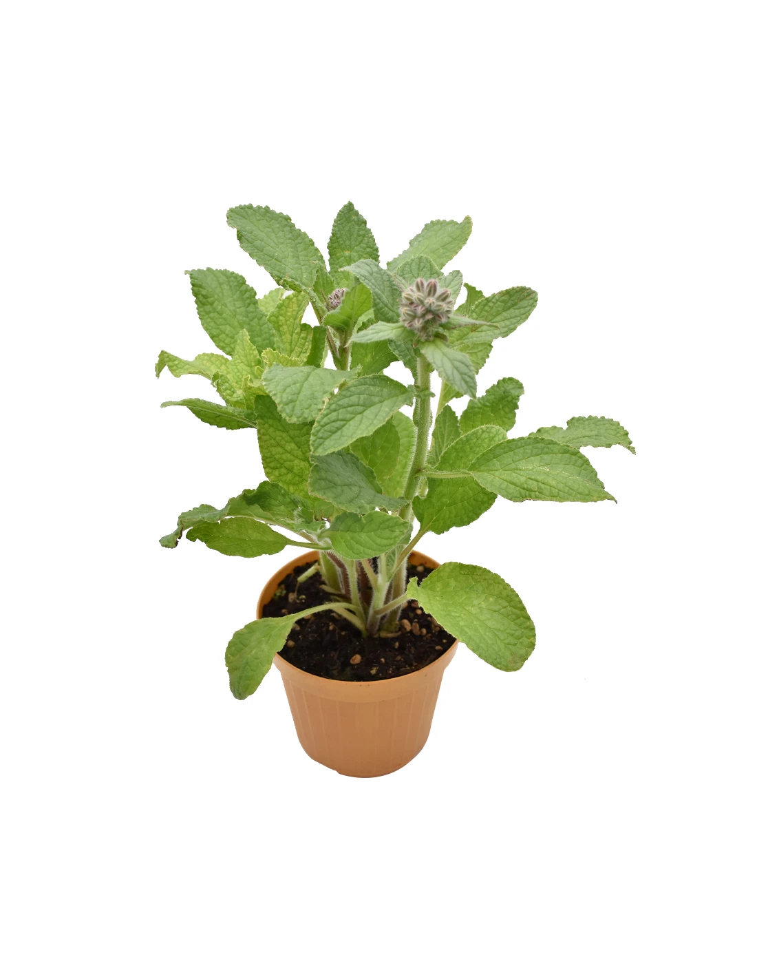 BORRAGINE Diametro Vaso 14 Cm 3 BORRAGINE Diametro Vaso 14 Cm