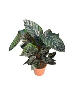 CALATHEA 'ORNATA' Diametro Vaso 19 Cm