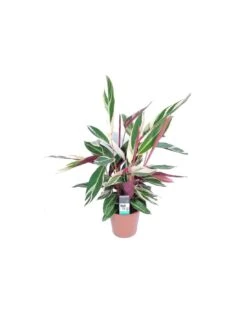 Plantes & Nature Boutique -Plantes & Nature Boutique calathea triostar stromanthe diametro vaso 19 cm 1