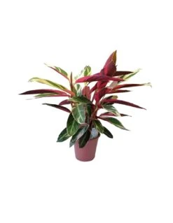 CALATHEA TRIOSTAR (STROMANTHE) Diametro Vaso 19 Cm