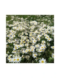 CAMOMILLA Diametro Vaso 14 Cm