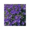 CAMPANULA CARPATICA PRISTAR "DEEP BLUE" Dimensione Vaso 12 Cm 2 CAMPANULA CARPATICA PRISTAR "DEEP BLUE" Dimensione Vaso 12 Cm -Plantes & Nature Boutique campanula carpatica pristar deep blue dimensione vaso 12 cm
