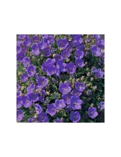 CAMPANULA CARPATICA PRISTAR "DEEP BLUE" Dimensione Vaso 12 Cm