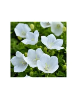 CAMPANULA CARPATICA PRISTAR "WHITE" Diametro Vaso 12 Cm 5 CAMPANULA CARPATICA PRISTAR "WHITE" Diametro Vaso 12 Cm -Plantes & Nature Boutique campanula carpatica pristar white diametro vaso 12 cm 1