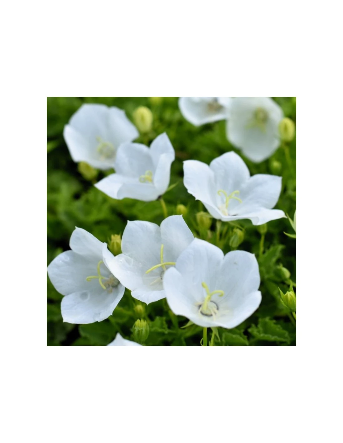 CAMPANULA CARPATICA PRISTAR "WHITE" Diametro Vaso 12 Cm 4 CAMPANULA CARPATICA PRISTAR "WHITE" Diametro Vaso 12 Cm – Image 2