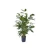 CARYOTA MITIS TUFT, Diametro Vaso 18/19 Cm -Plantes & Nature Boutique caryota mitis tuft diametro vaso 1819 cm