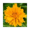 COREOPSIS GRANDIFLORA "PRESTO" Diametro Vaso 12 Cm -Plantes & Nature Boutique coreopsis grandiflora presto vaso diametro 12 cm