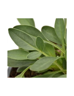 COREOPSIS GRANDIFLORA "PRESTO" Diametro Vaso 12 Cm -Plantes & Nature Boutique coreopsis grandiflora presto vaso diametro 12 cm 2