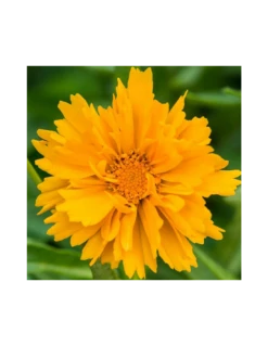 COREOPSIS GRANDIFLORA "PRESTO" Diametro Vaso 12 Cm