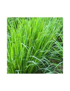 CYMBOPOGON CITRATUS (Lemon Grass) - (Citronella) Diametro Vaso 14 Cm