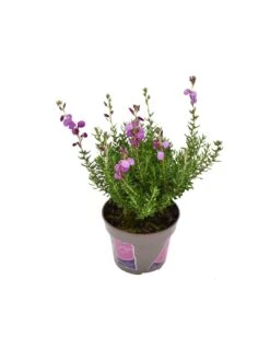 DABOECIA CANTABRICA - VIOLET Diametro Vaso 11 Cm