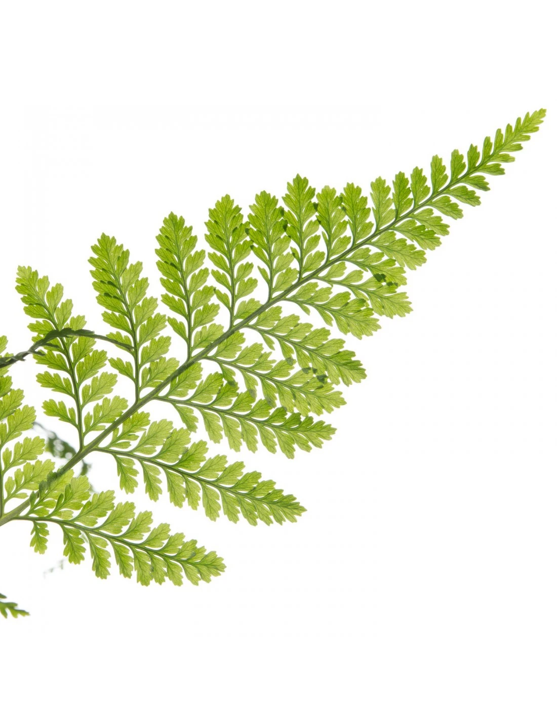 FELCE DAVALLIAHUMATA TYERMANNII Diametro Vaso 17 Cm 4 FELCE DAVALLIAHUMATA TYERMANNII Diametro Vaso 17 Cm – Image 2