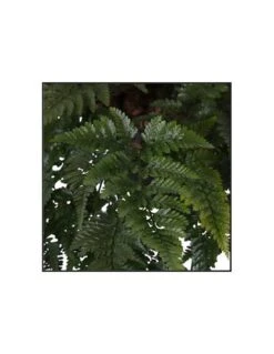 FELCE DAVALLIAHUMATA TYERMANNII Diametro Vaso 17 Cm 7 FELCE DAVALLIAHUMATA TYERMANNII Diametro Vaso 17 Cm -Plantes & Nature Boutique davalliahumata tyermannii v 17 2