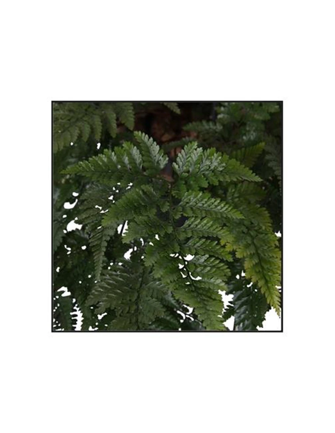 FELCE DAVALLIAHUMATA TYERMANNII Diametro Vaso 17 Cm 5 FELCE DAVALLIAHUMATA TYERMANNII Diametro Vaso 17 Cm – Image 3