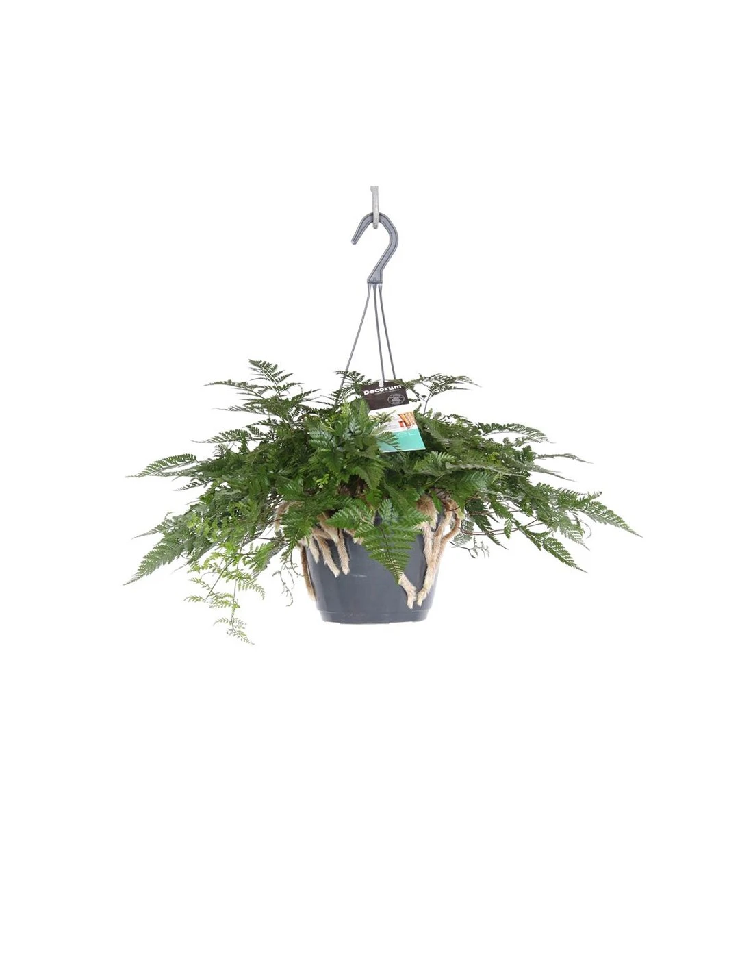 FELCE DAVALLIAHUMATA TYERMANNII Diametro Vaso 17 Cm 3 FELCE DAVALLIAHUMATA TYERMANNII Diametro Vaso 17 Cm