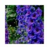 DELPHINIUM DARK BLUE/BLACK BEE Diametro Vaso 12 CM -Plantes & Nature Boutique delphinium cult m f dark blue black bee vaso diametro 12 cm