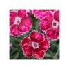 DIANTHUS CARYOPHYLLUS "FLUTTERBURST" Dimensione Vaso12 CM -Plantes & Nature Boutique dianthus caryophyllus flutterburst dimensione vaso12 cm