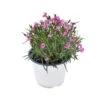 GAROFANO "DIANTHUS KAORI" - PINK Diametro Vaso 14 Cm 1 GAROFANO "DIANTHUS KAORI" - PINK Diametro Vaso 14 Cm -Plantes & Nature Boutique dianthus kaori rosa v14