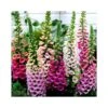 DIGITALIS PURPUREA "FOXY MIX" Diametro Vaso 12 Cm -Plantes & Nature Boutique digitalis purpurea foxy mix vaso diametro 12 cm