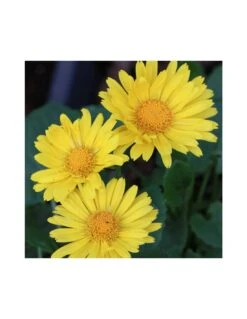 SENECIO "DORONICUM ORIENTALIS LEONARDO" Vaso Diametro 12 Cm