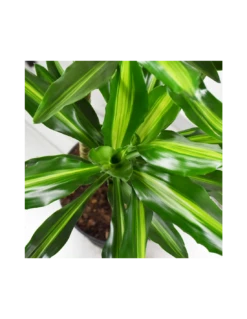 DRACAENA FRAGRANS 'CINTHO' Diametro Vaso 24 Cm 7 DRACAENA FRAGRANS 'CINTHO' Diametro Vaso 24 Cm -Plantes & Nature Boutique dracaena fragrans cintho 90 60 30 v 24 1