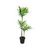 DRACAENA FRAGRANS 'CINTHO' Diametro Vaso 24 Cm -Plantes & Nature Boutique dracaena fragrans cintho 90 60 30 v 24