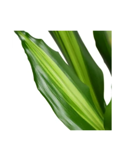 DRACAENA FRAGRANS 'CINTHO' Diametro Vaso 24 Cm 8 DRACAENA FRAGRANS 'CINTHO' Diametro Vaso 24 Cm -Plantes & Nature Boutique dracaena fragrans cintho 90 60 30 v 24 2