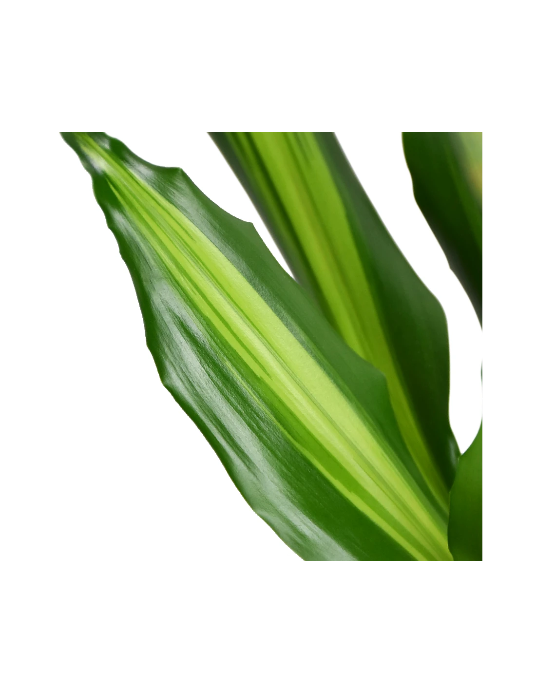 DRACAENA FRAGRANS 'CINTHO' Diametro Vaso 24 Cm 5 DRACAENA FRAGRANS 'CINTHO' Diametro Vaso 24 Cm – Image 3