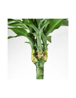 DRACAENA FRAGRANS 'CINTHO' Diametro Vaso 24 Cm 9 DRACAENA FRAGRANS 'CINTHO' Diametro Vaso 24 Cm -Plantes & Nature Boutique dracaena fragrans cintho 90 60 30 v 24 3