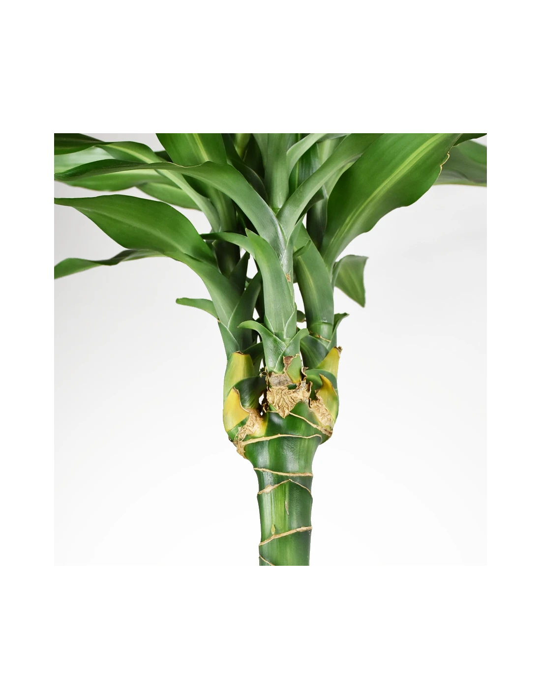 DRACAENA FRAGRANS 'CINTHO' Diametro Vaso 24 Cm 6 DRACAENA FRAGRANS 'CINTHO' Diametro Vaso 24 Cm – Image 4